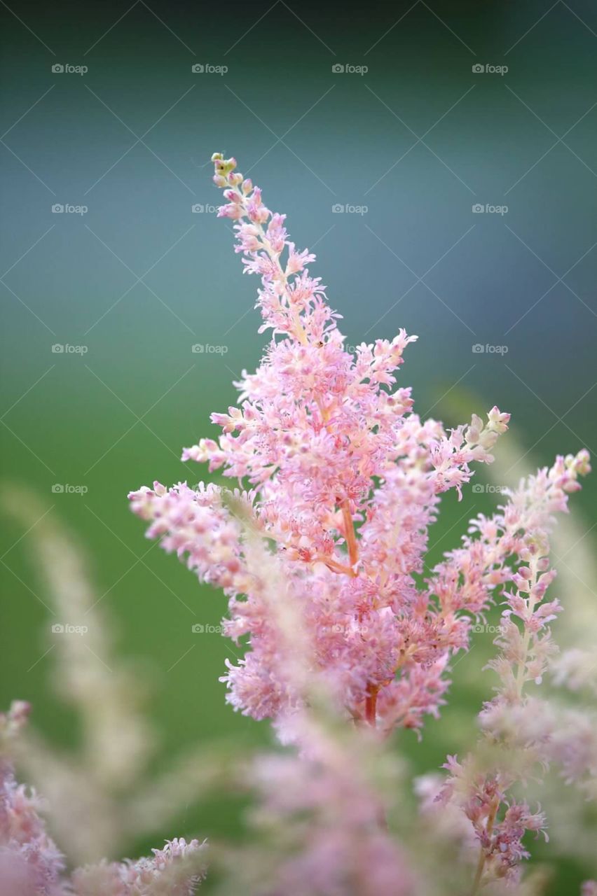 Soft pink flower