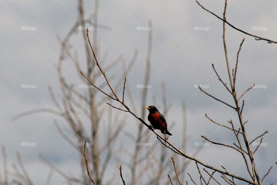 Bird perching on branch