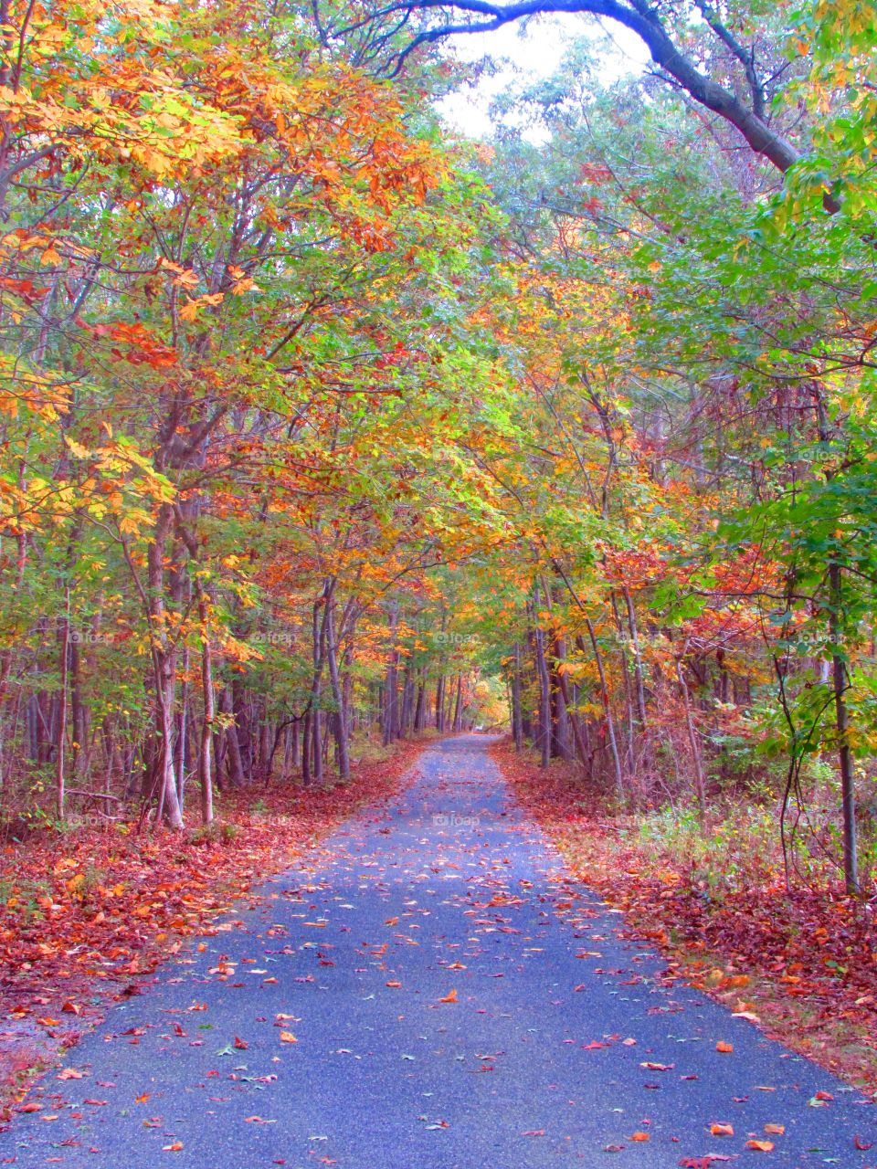 View of pathway during autumn