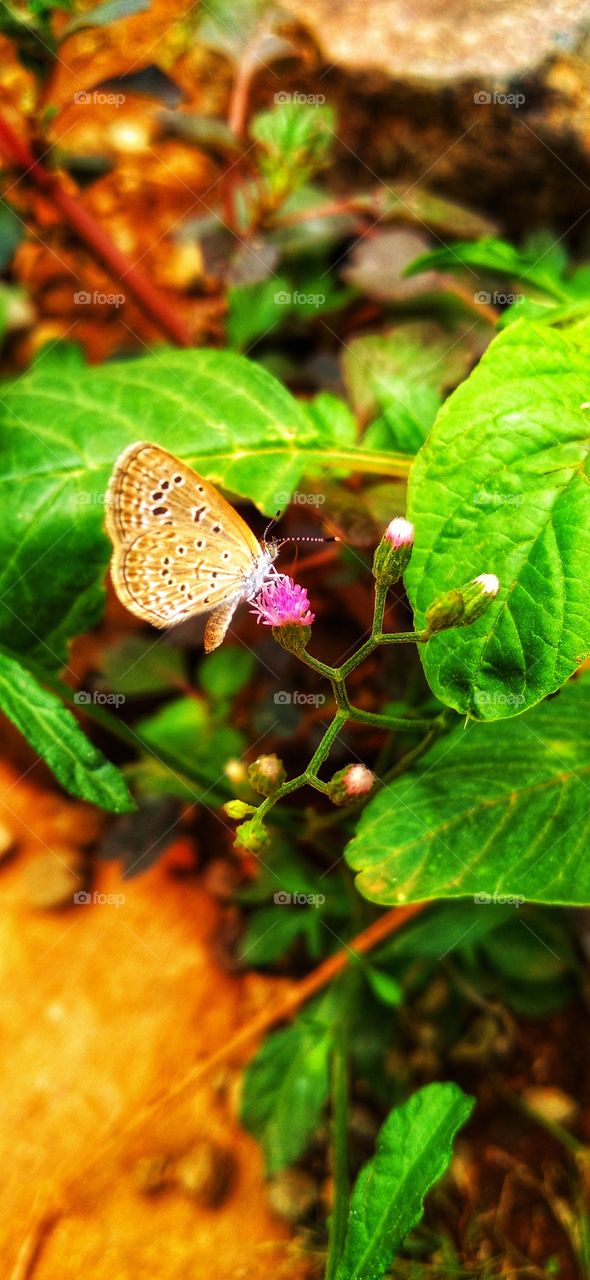 Beautiful little butterfly
