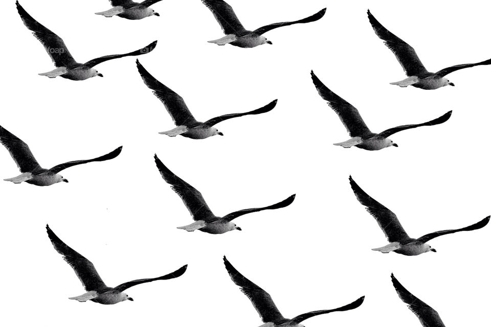 white black birds flying by krispett