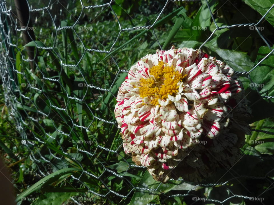 Flower on Fence