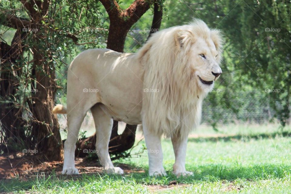 White lion in forest