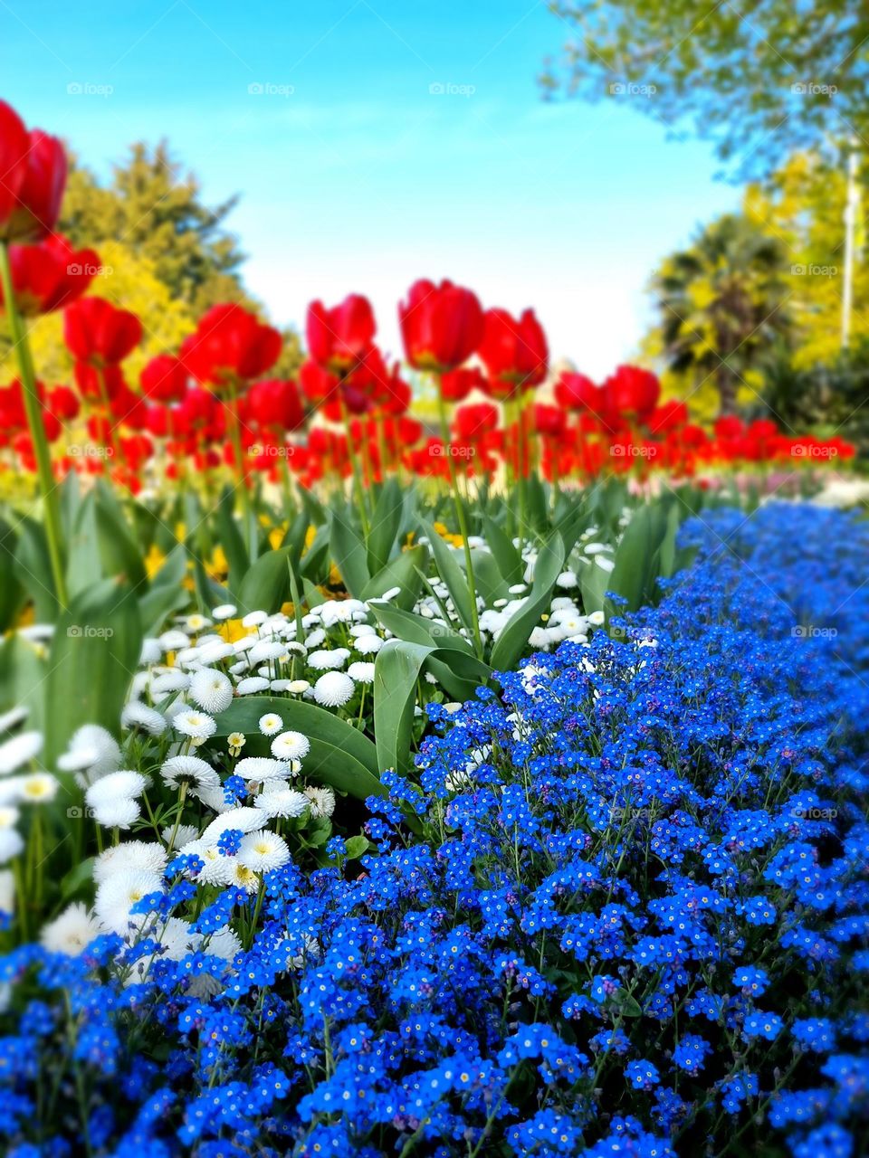 Beautiful flowers