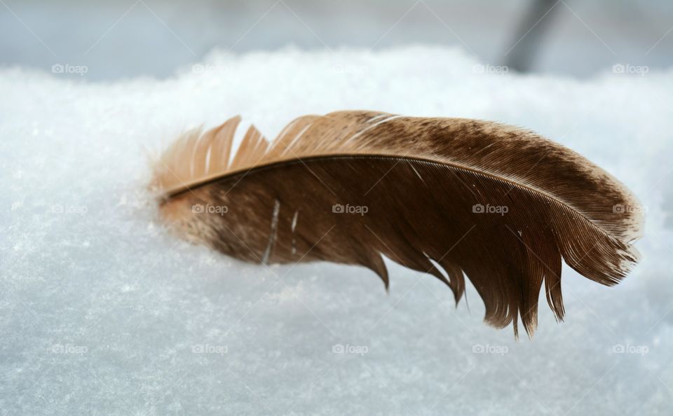 Snow, Winter, No Person, Bird, Nature