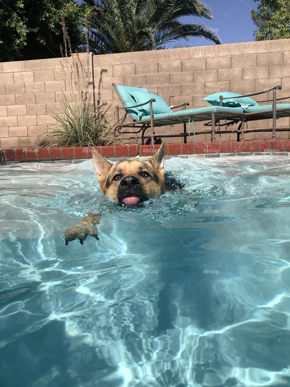 Swimming puppy