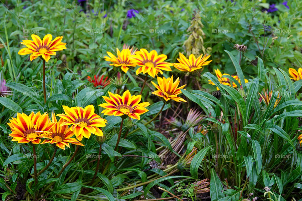 Yellow and red Gazania flower bed.