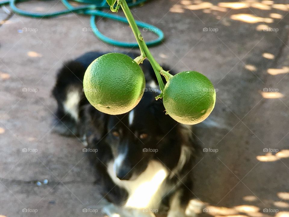 Two untie green oranges on orange tree branch, border collie sheepdog blurred in background 