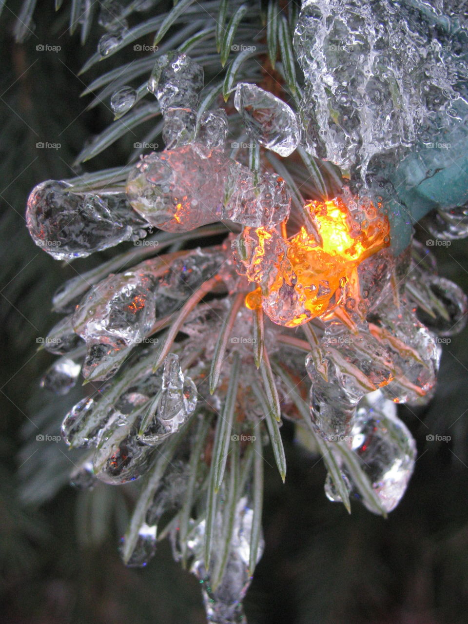 Ice on the leaves