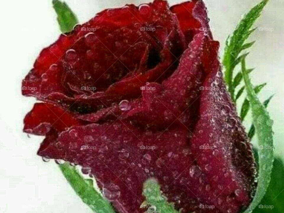 Close up pic of 🌹 rose with air drops.... Loke a shield... #peace