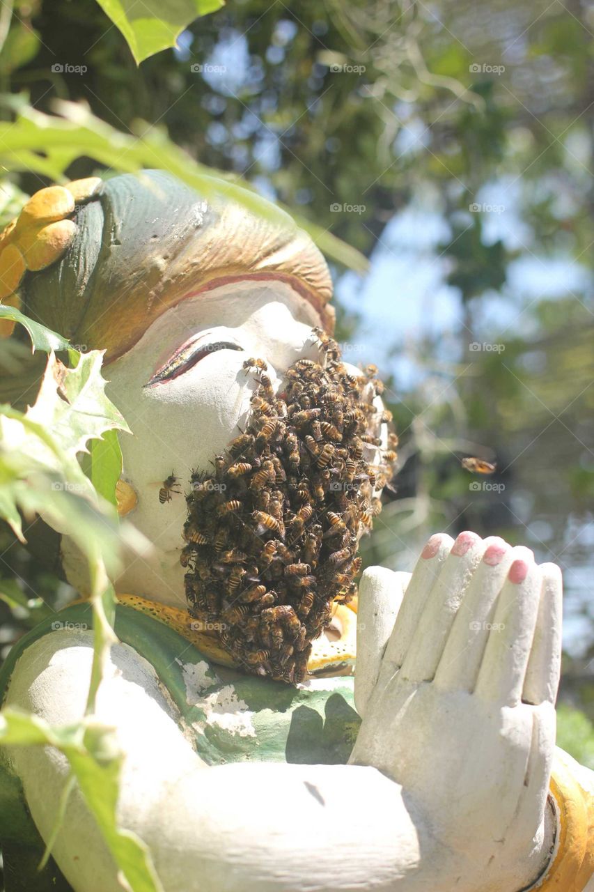 Honeycomb | Bee