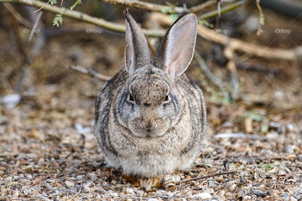 A wild rabbit blends in with the surrounding Arizona desert scenery in order to camouflage from threats