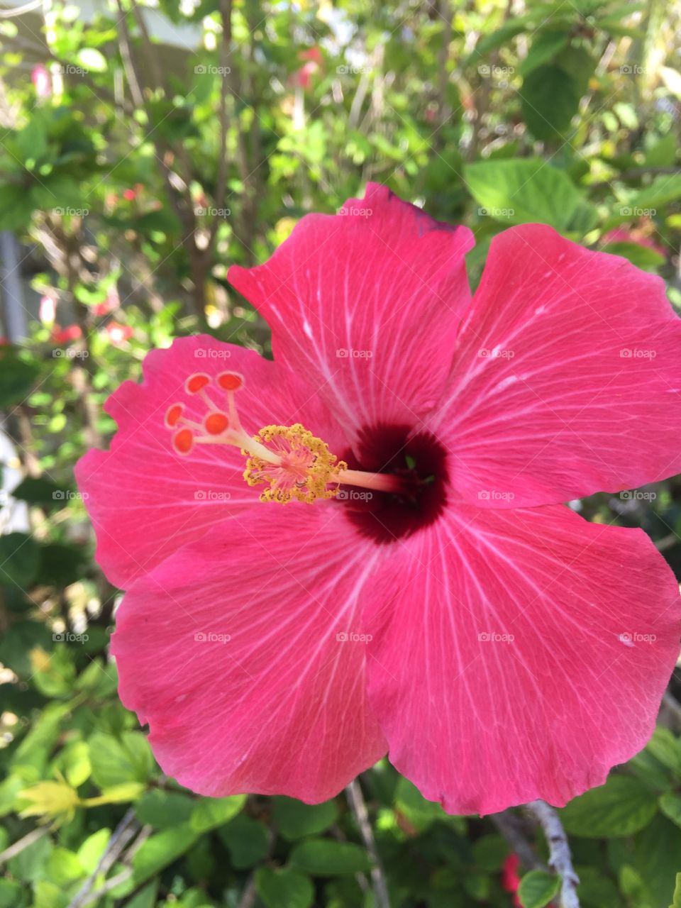 Kailua Pink Hibiscus 