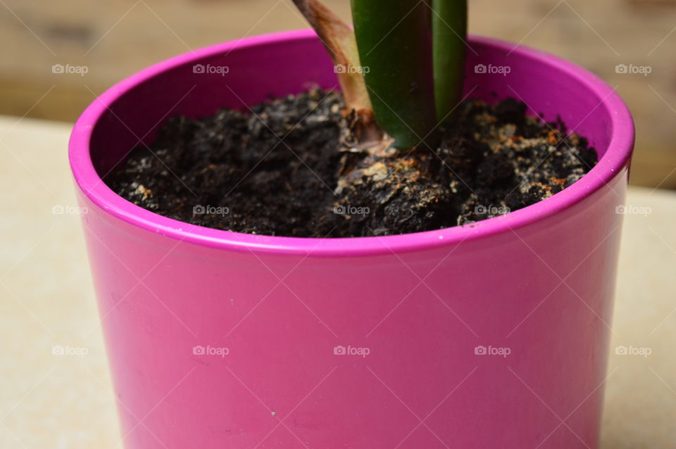 Extreme close-up of pink pot with plant