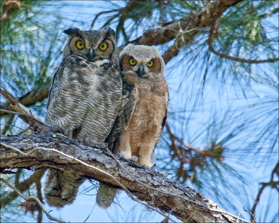 Great horned Owl with her Beautiful Owlet resting together as the night begins.