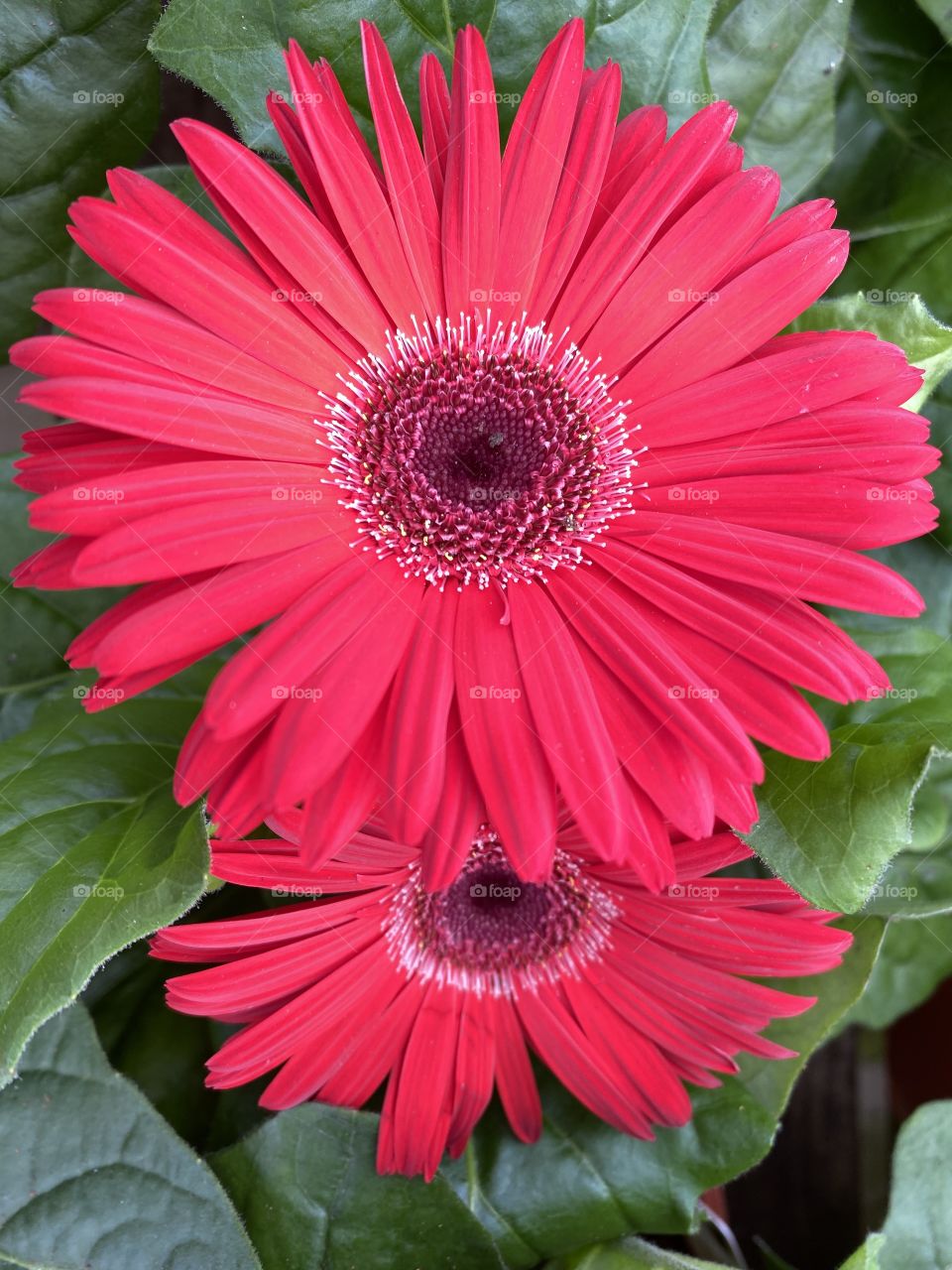Some bright pink ”gerbera” giving the viewer a stunning view of this sumptuous plant.