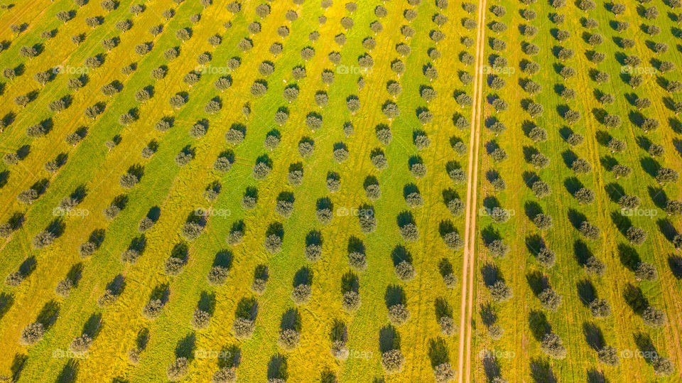 Aerial view of Olive grove in Portugal 