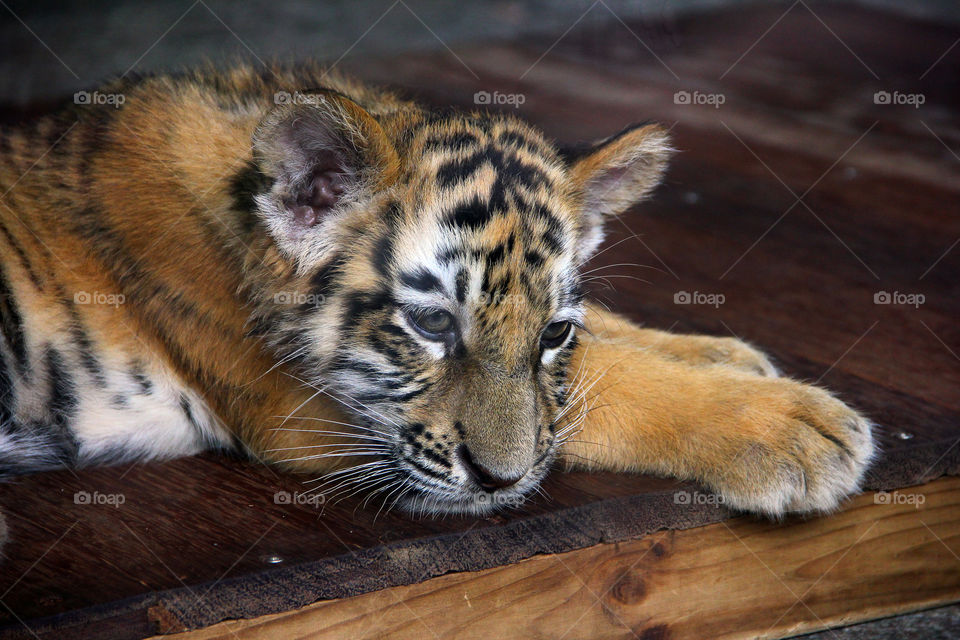 Little tiger cub trying to get some sleep at the wild animal zoo in china.