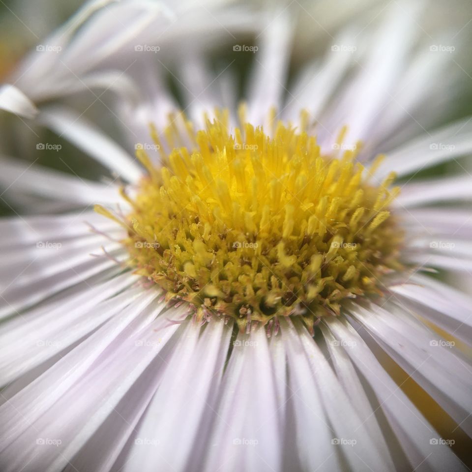 White daisy center