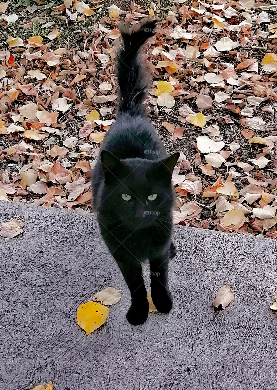 Black Cat
