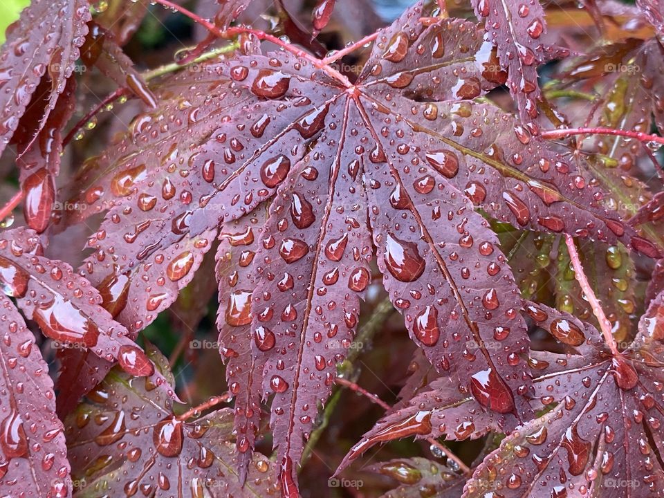 Raindrop 