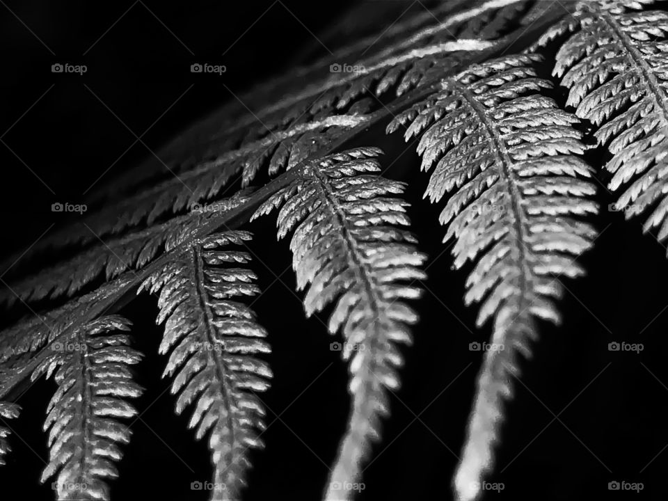 Fern in the morning light 