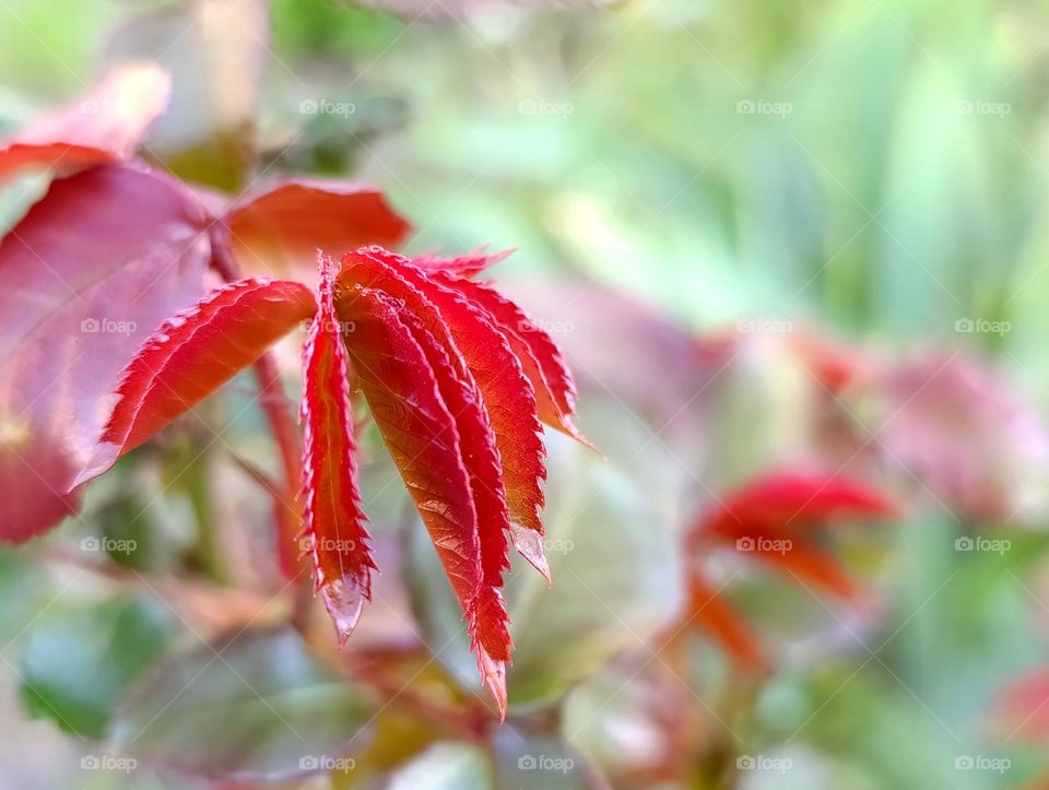red and green rose leaves.