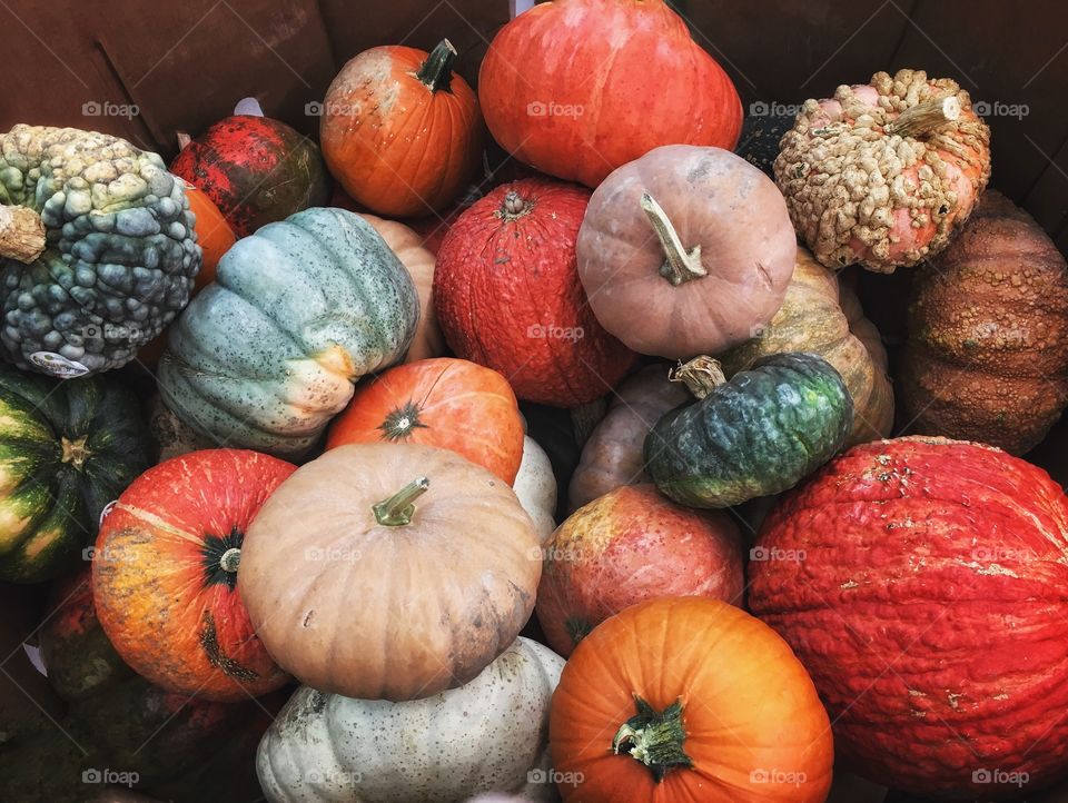 Bright colorful pumpkins of all various shapes and textures 
