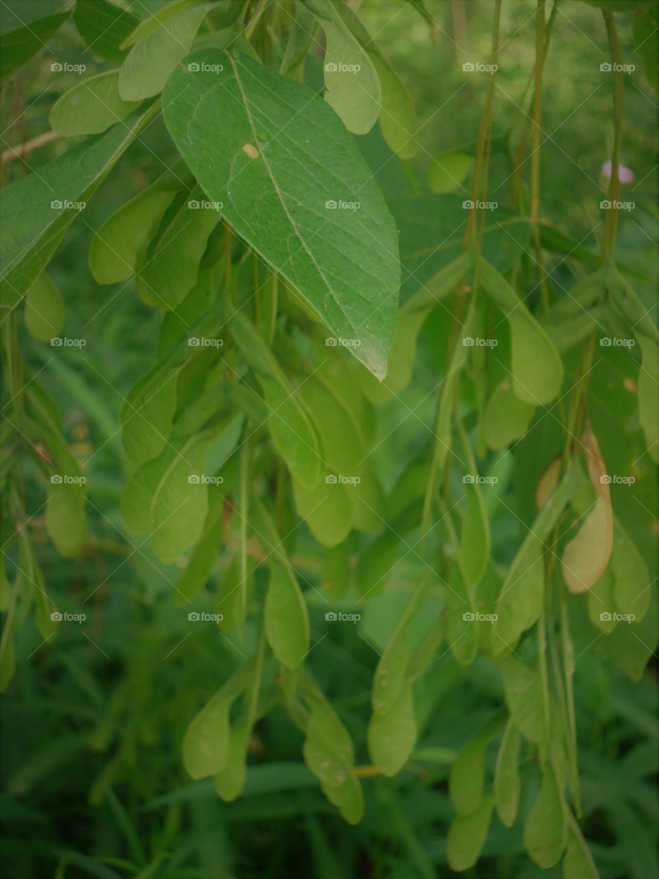 seed pods