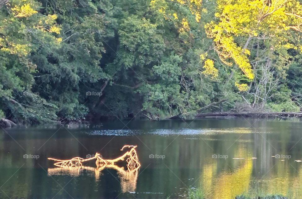 Branch reflected in water