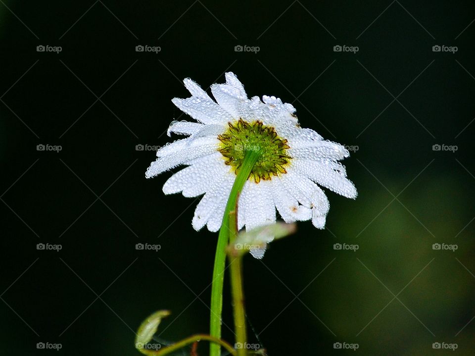 Close-up of daisy