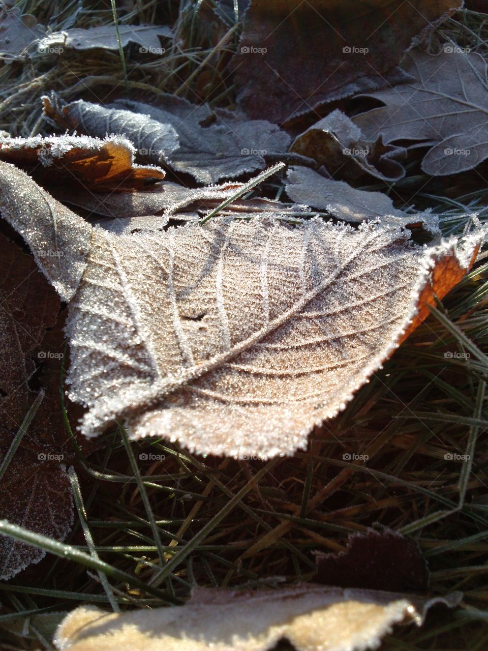 High angle view leaf in forest