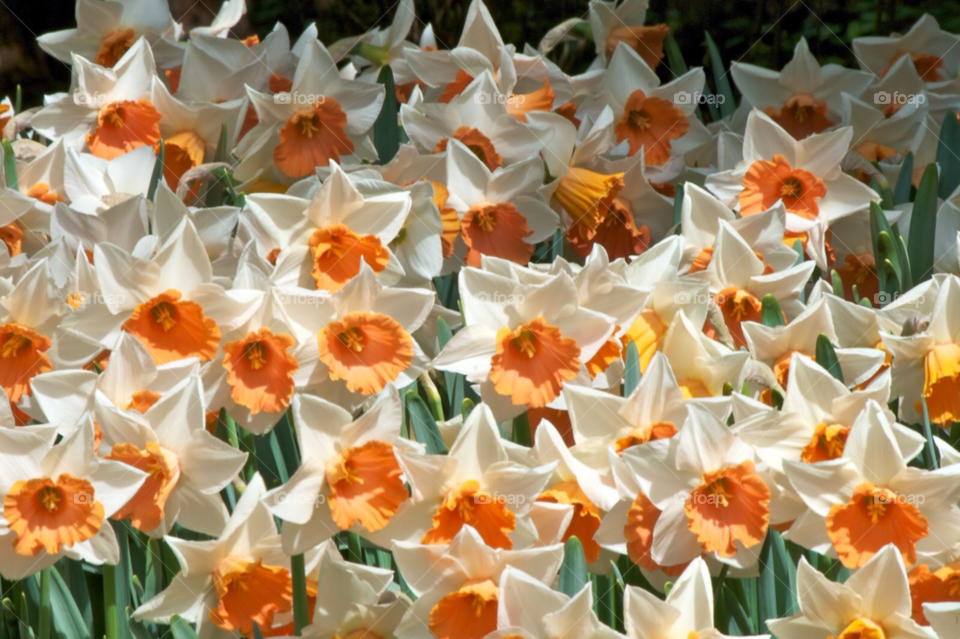 Easter flowers