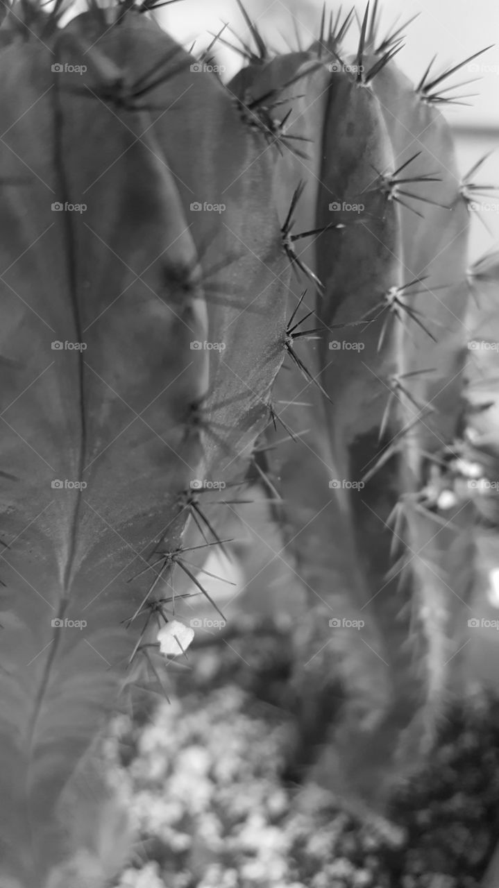 cacti grayscale