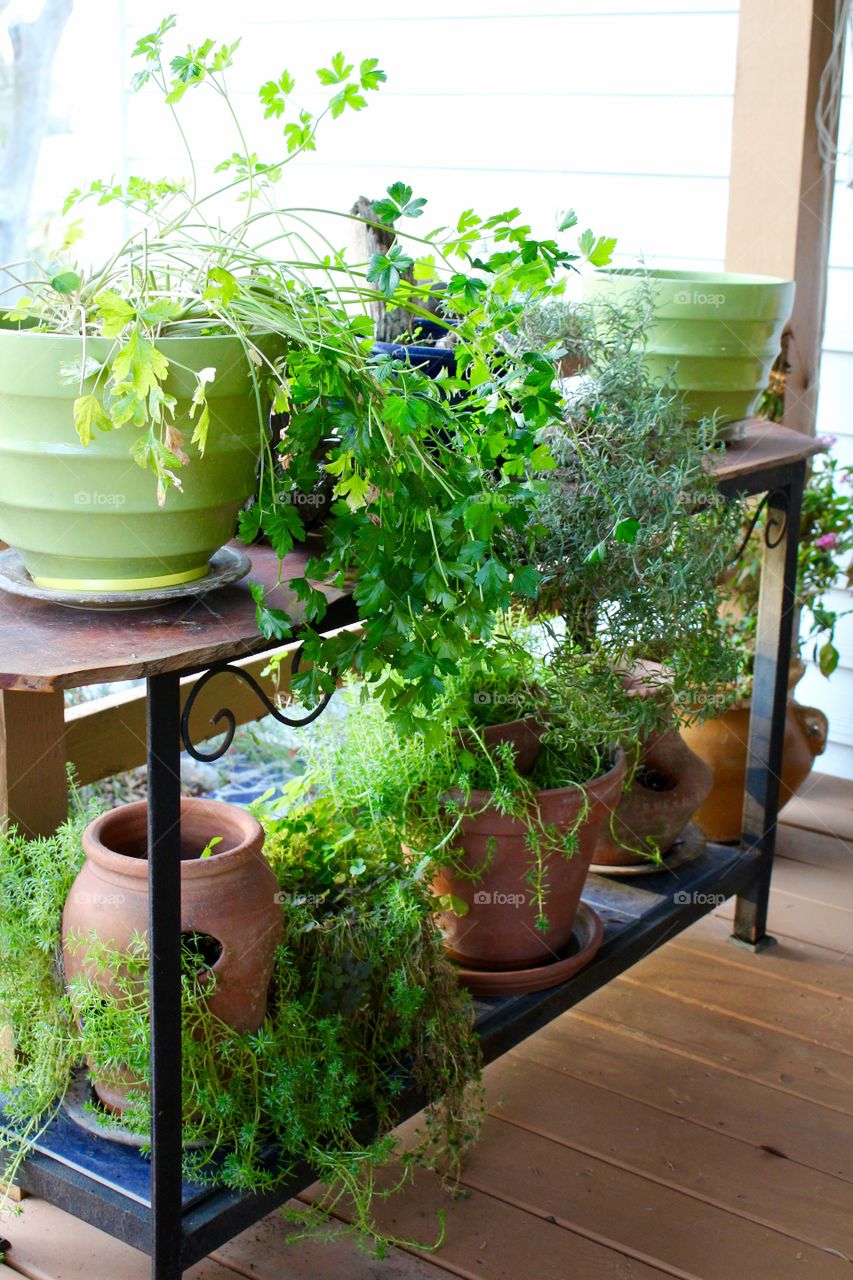 Plants on shelves