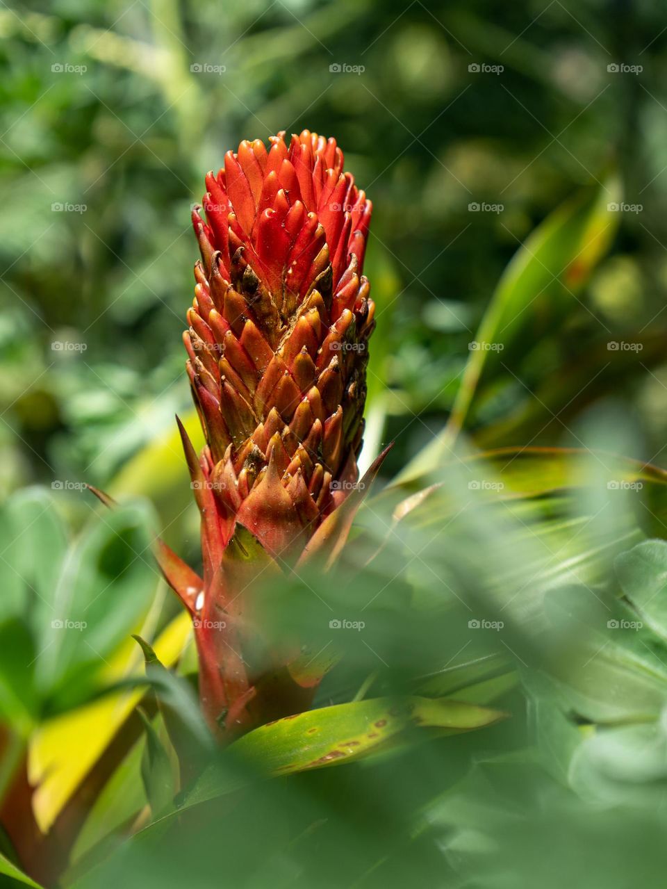Beautiful red flower