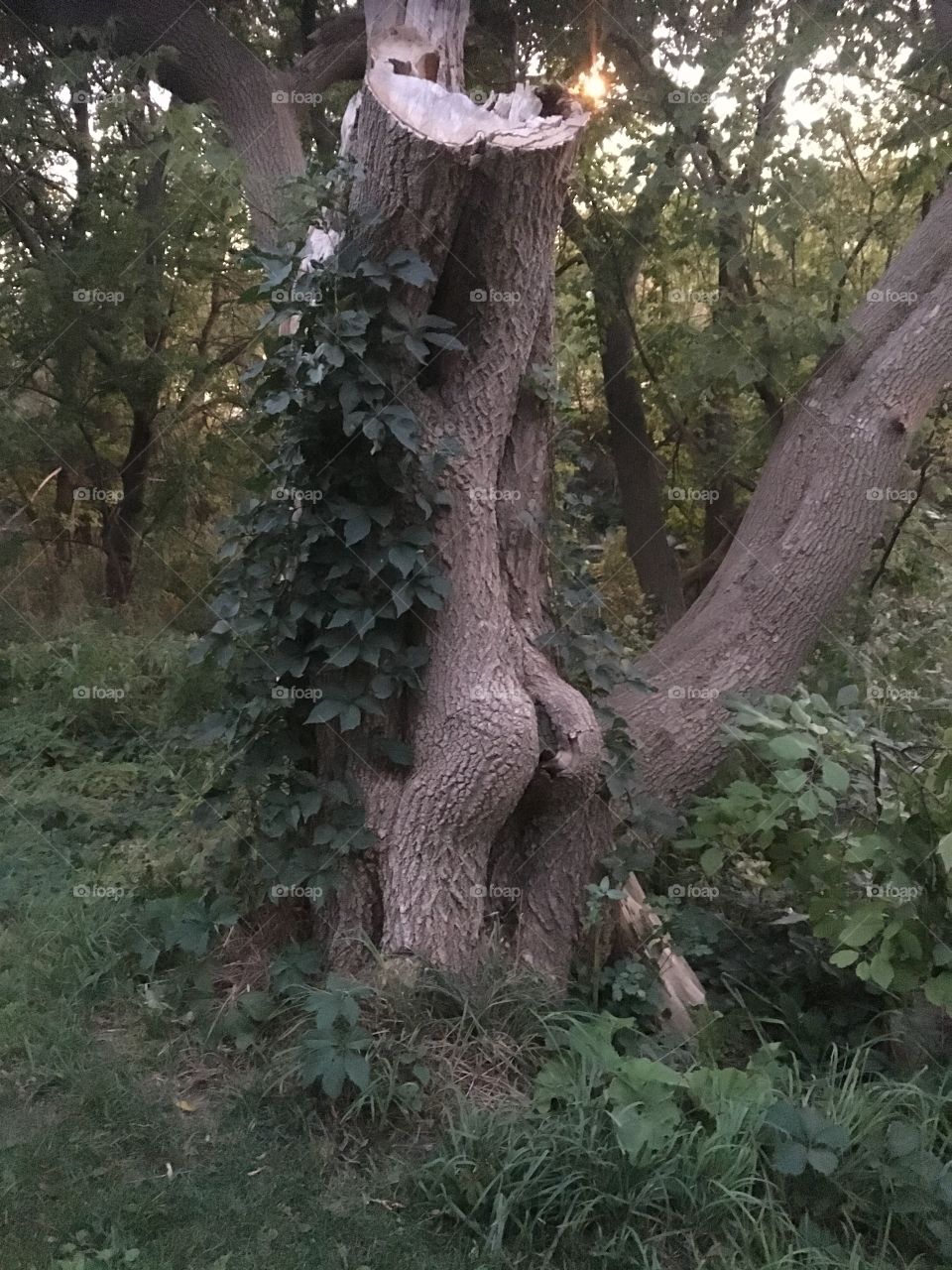Tree funny