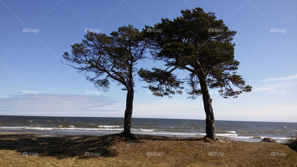 two trees by the sea