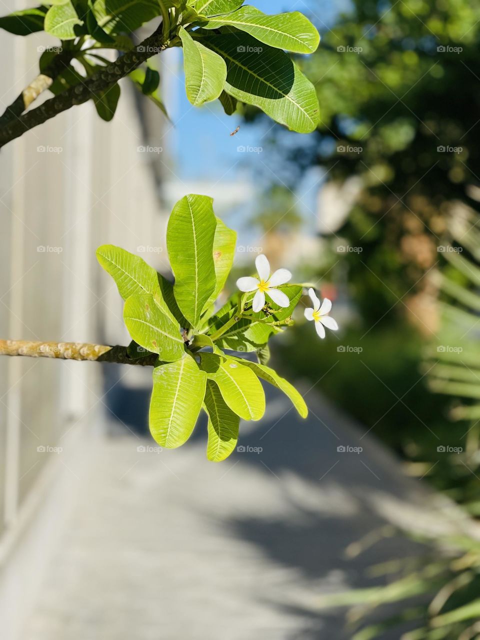 A bright White Hello!