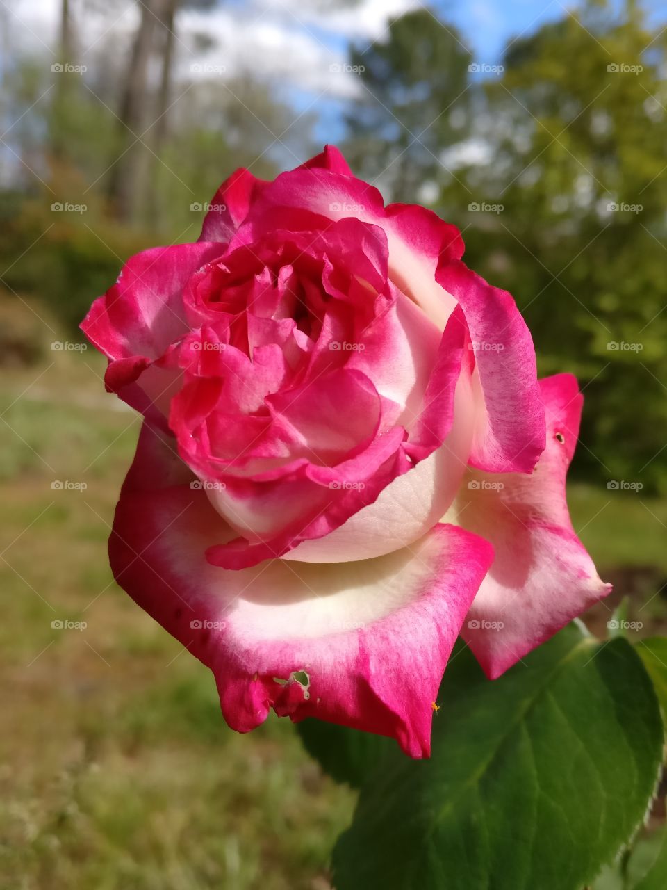 Rose n White