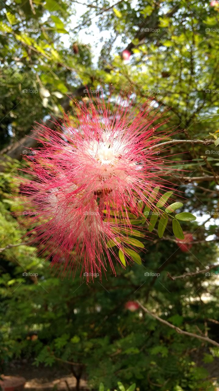 Prosopis cineraria