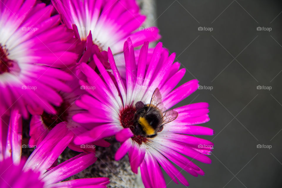 Busy bee in the summer sun 