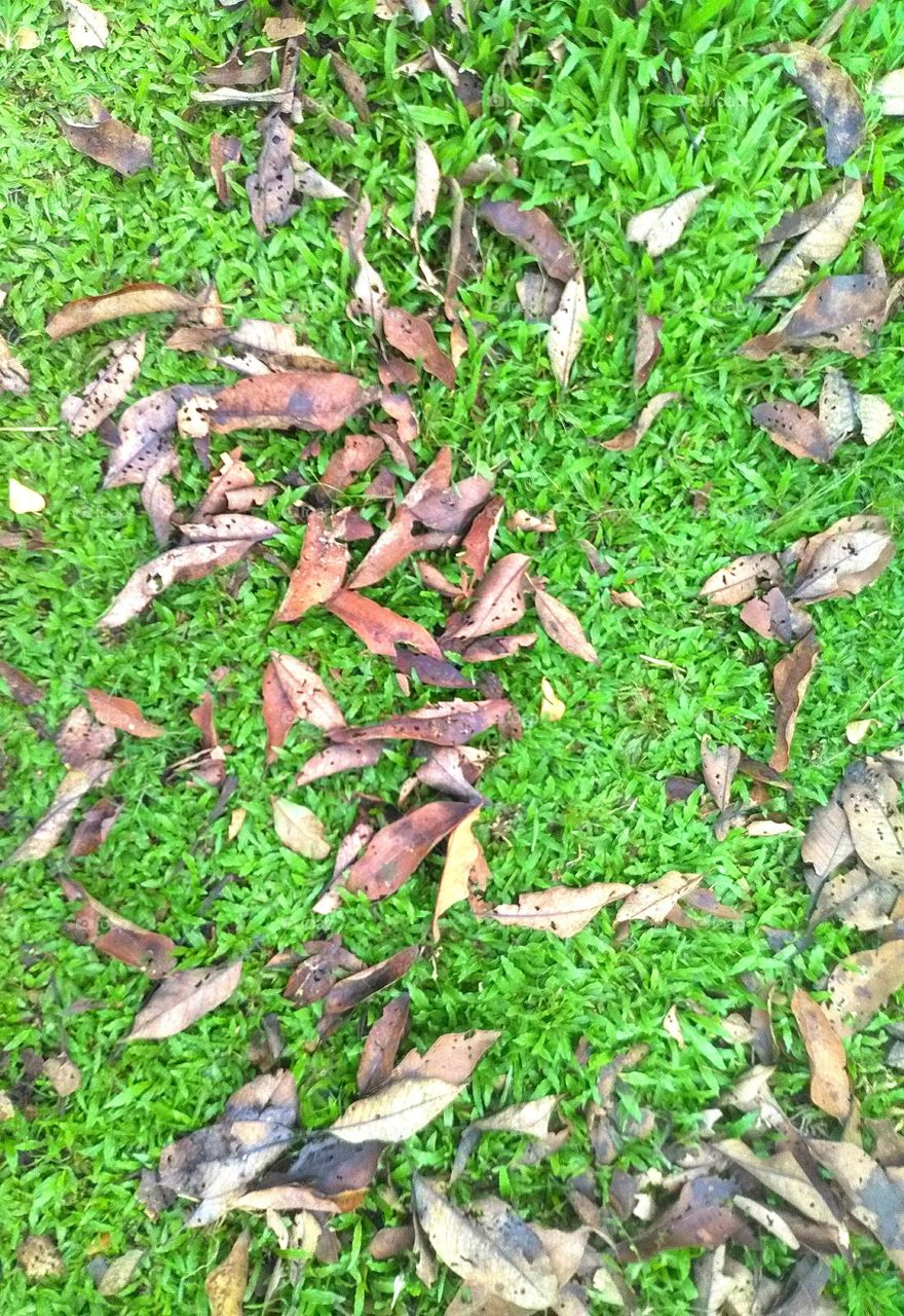 dry leaf over green grass