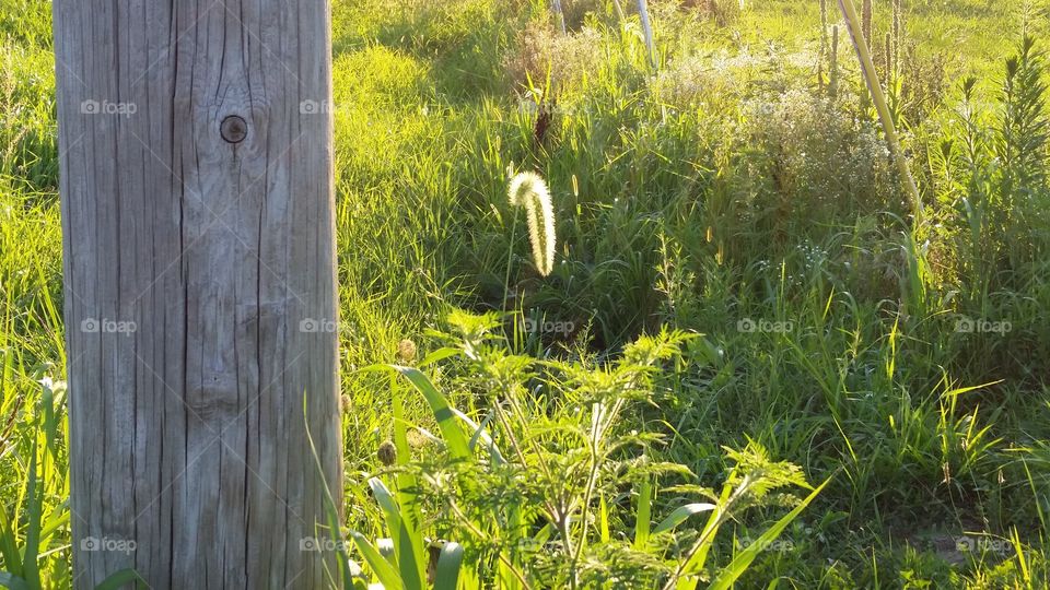 Hard and soft - fence post and fuzzy plant