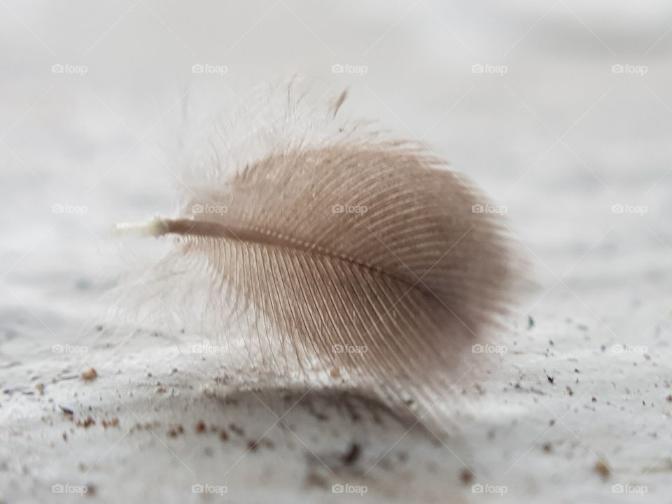White Feather