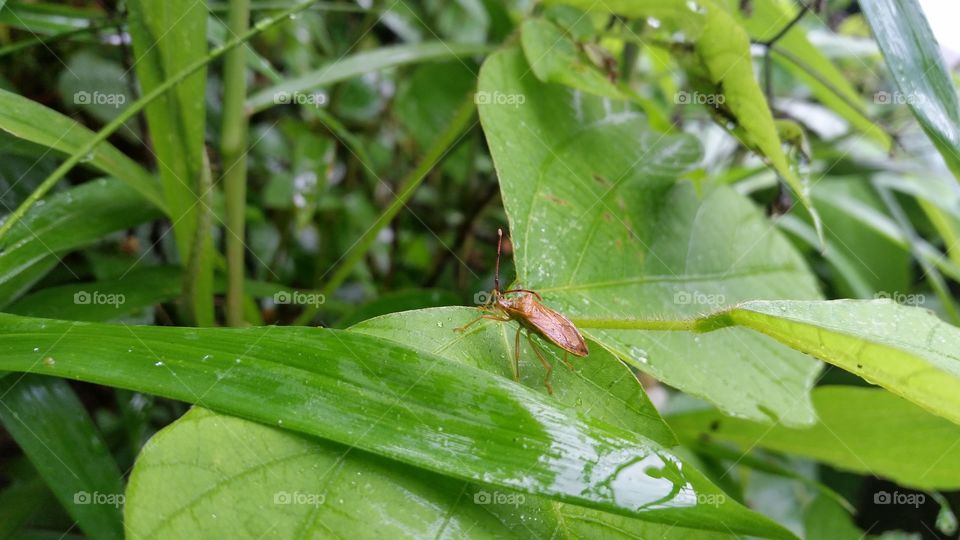 stink bug