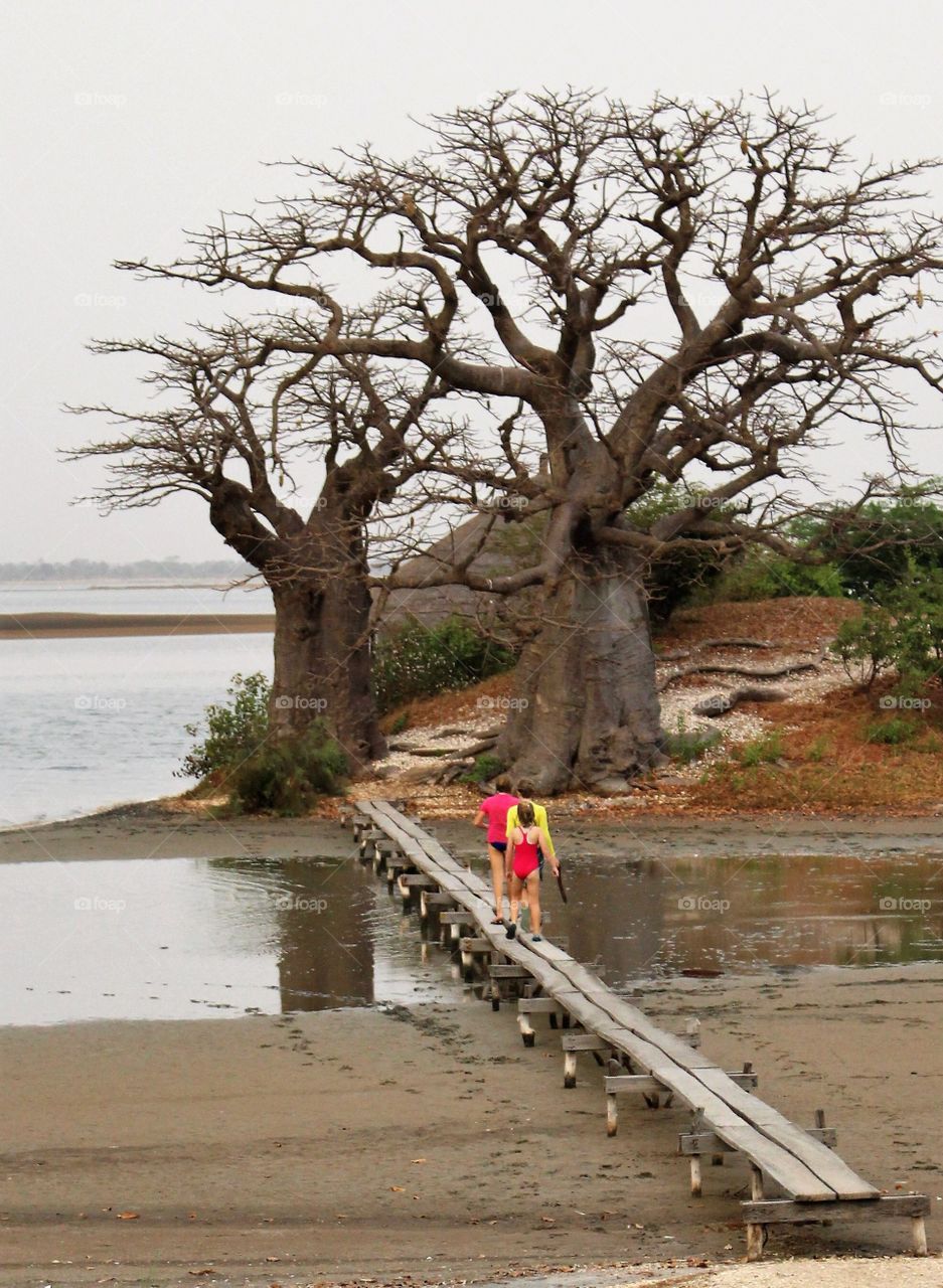 Bridge to baobab island