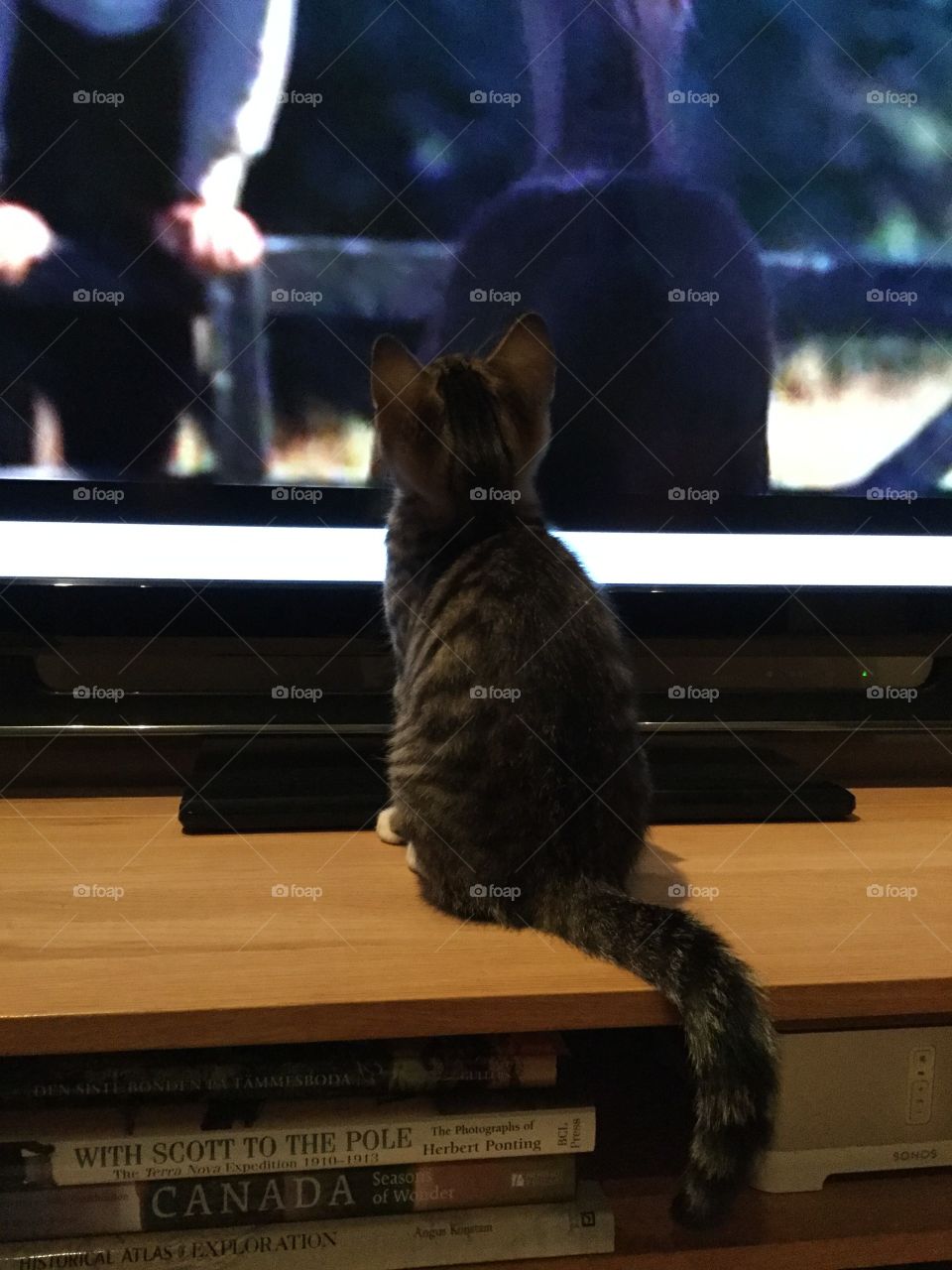 When the cat get to Choose 



