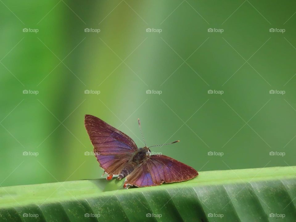 Beautiful and cute butterfly