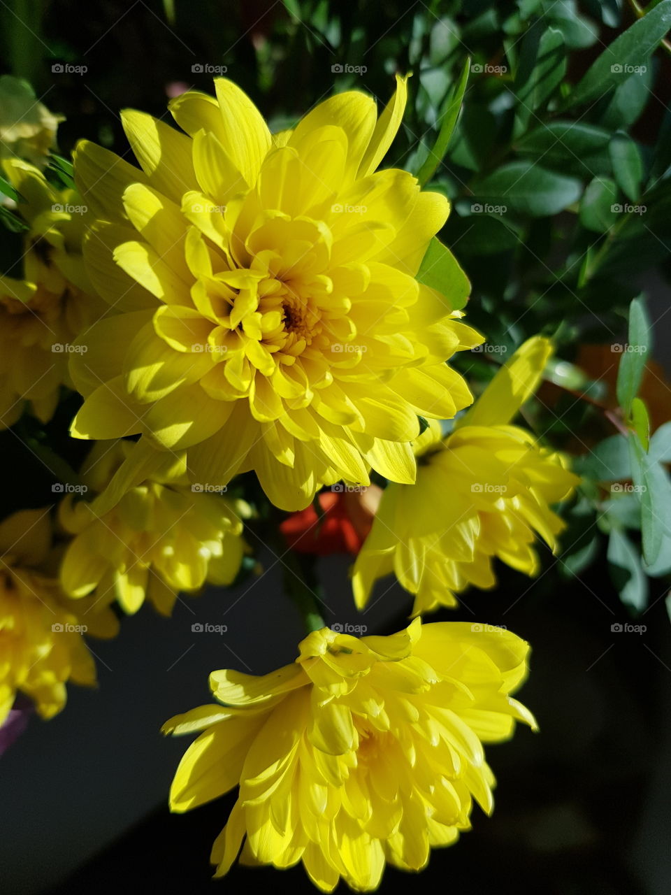 yellow flowers